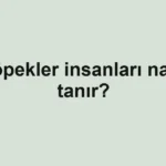 kopekler-insanlari-nasil-tanir