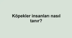 kopekler-insanlari-nasil-tanir