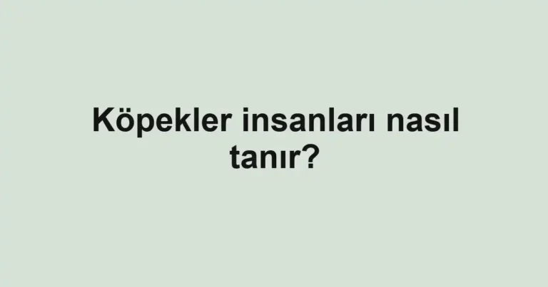 kopekler-insanlari-nasil-tanir